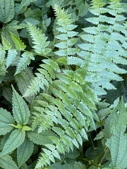 Diplazium viridissimum