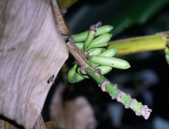 Musa banksii
