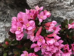 Brachysiphon rupestris