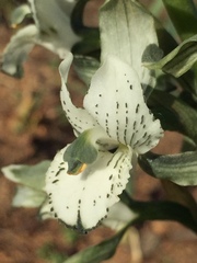 Chloraea galeata