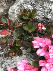 Brachysiphon rupestris