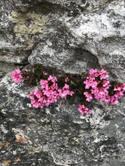 Brachysiphon rupestris