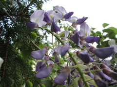 Wisteria floribunda