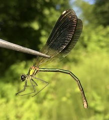 Calopteryx splendens intermedia