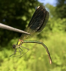 Calopteryx splendens intermedia