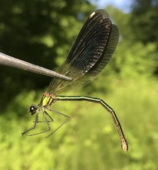 Calopteryx splendens intermedia