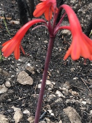 Cyrtanthus ventricosus