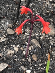 Cyrtanthus ventricosus