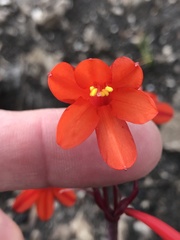 Cyrtanthus ventricosus