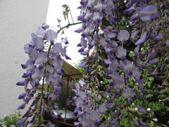 Wisteria floribunda