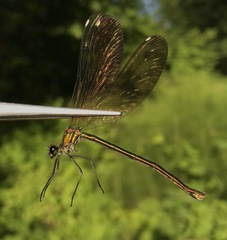 Calopteryx splendens intermedia