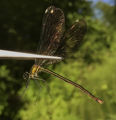 Calopteryx splendens intermedia