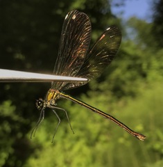 Calopteryx splendens intermedia
