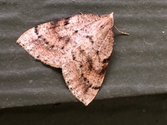 Thallophaga hyperborea