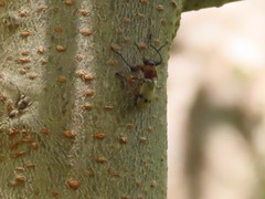 Plecomera thunbergii