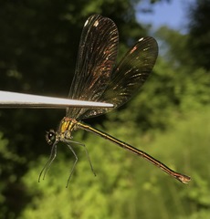 Calopteryx splendens intermedia