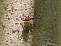 Plecomera thunbergii