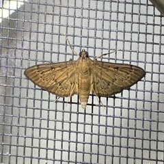 Tatobotys janapalis