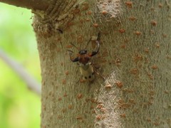 Plecomera thunbergii