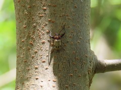 Plecomera thunbergii