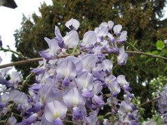 Wisteria floribunda