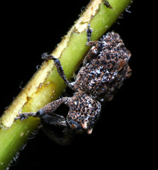 Orthorhinus