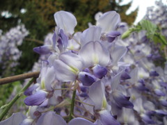 Wisteria floribunda