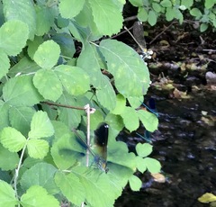 Calopteryx splendens intermedia