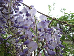 Wisteria floribunda