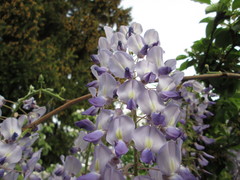 Wisteria floribunda