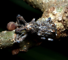 Orthorhinus