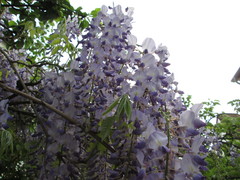 Wisteria floribunda