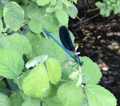Calopteryx splendens intermedia