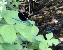 Calopteryx splendens intermedia