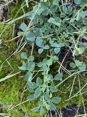 Medicago lupulina