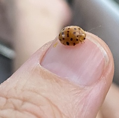 Henosepilachna sumbana