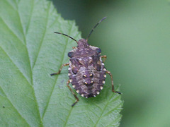 Pentatoma rufipes