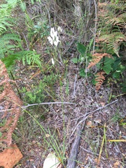 Ixia polystachya polystachya