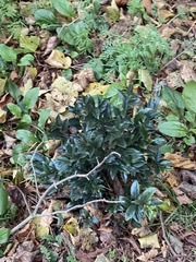 Sarcococca