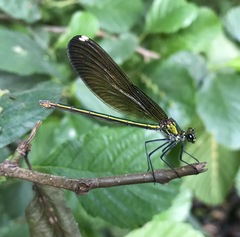 Calopteryx splendens intermedia