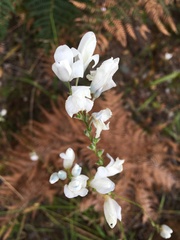Ixia polystachya polystachya