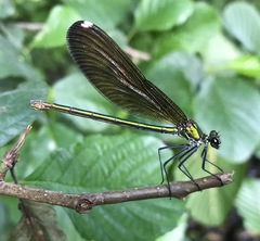 Calopteryx splendens intermedia