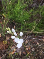 Ixia polystachya polystachya