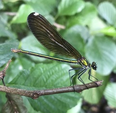 Calopteryx splendens intermedia
