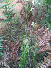 Ixia polystachya polystachya