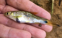 Rasbora notura