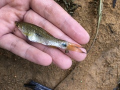 Rasbora notura