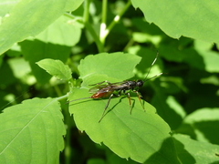 Xorides filiformis