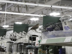 Passer domesticus