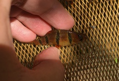 Desmopuntius hexazona